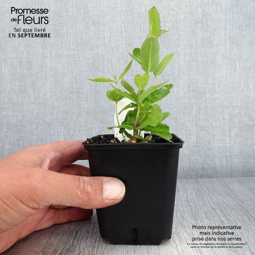 Ejemplar de Platycodon grandiflorus Fuji Blue Maceta de 8/9 cm entregado en otoño