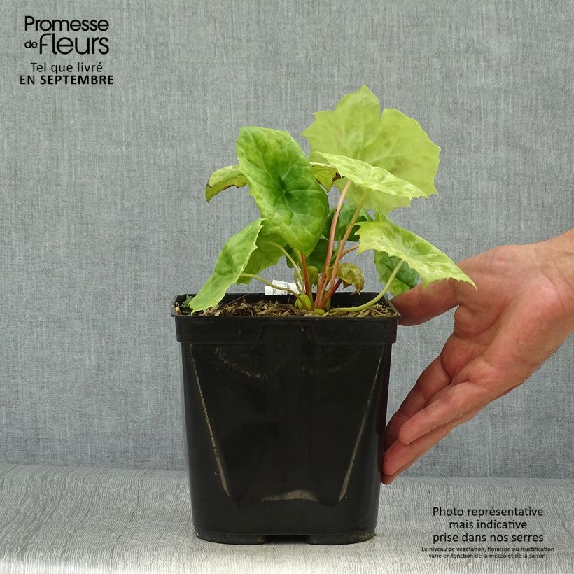 Ejemplar de Podophyllum Spotty Dotty Maceta 3L/4L entregado en otoño