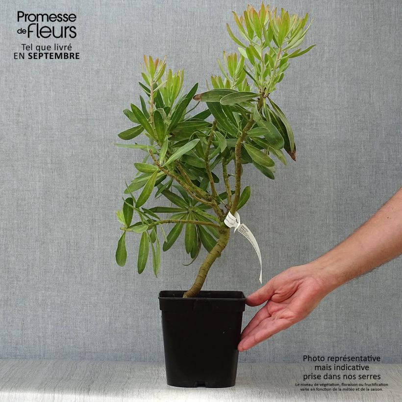 Ejemplar de Protea Pink Ice Maceta 4L/5L entregado en otoño