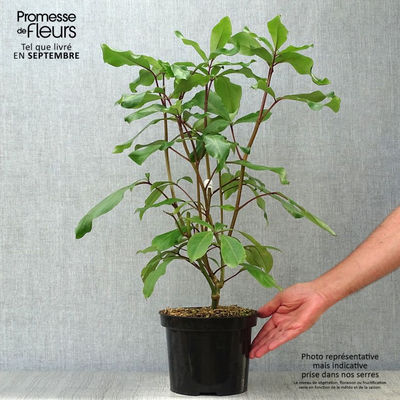 Ejemplar de Pseudopanax laetus Maceta 3L/4L entregado en otoño