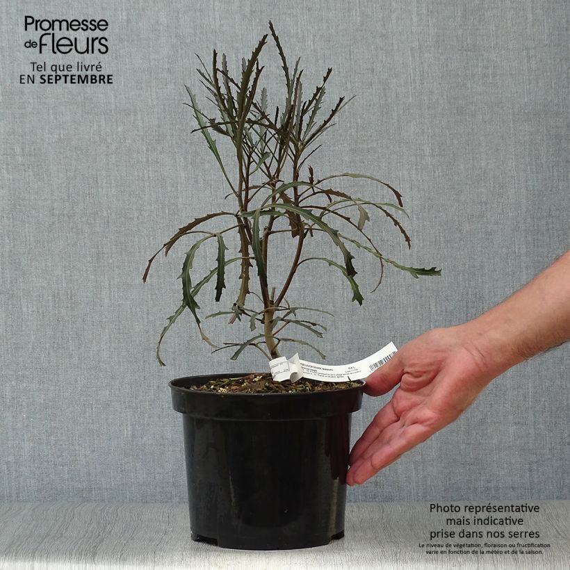 Ejemplar de Pseudopanax Bronze Eagle Maceta 3L/4L entregado en otoño
