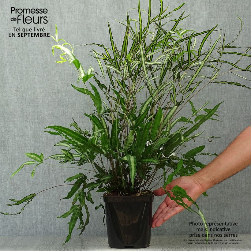 Ejemplar de Pteris nipponica - Helecho Maceta 3L/4L entregado en otoño