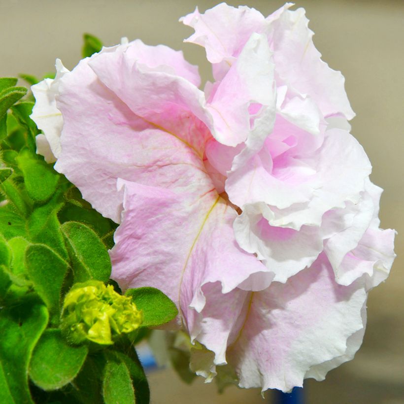 Petunia Cascade Pink Orchid Mist (Floración)