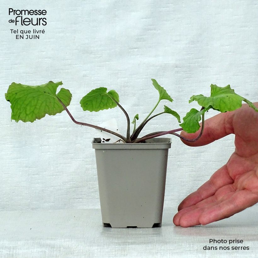 Ejemplar de Pachyphragma macrophyllum Maceta de 8/9 cm entregado en verano