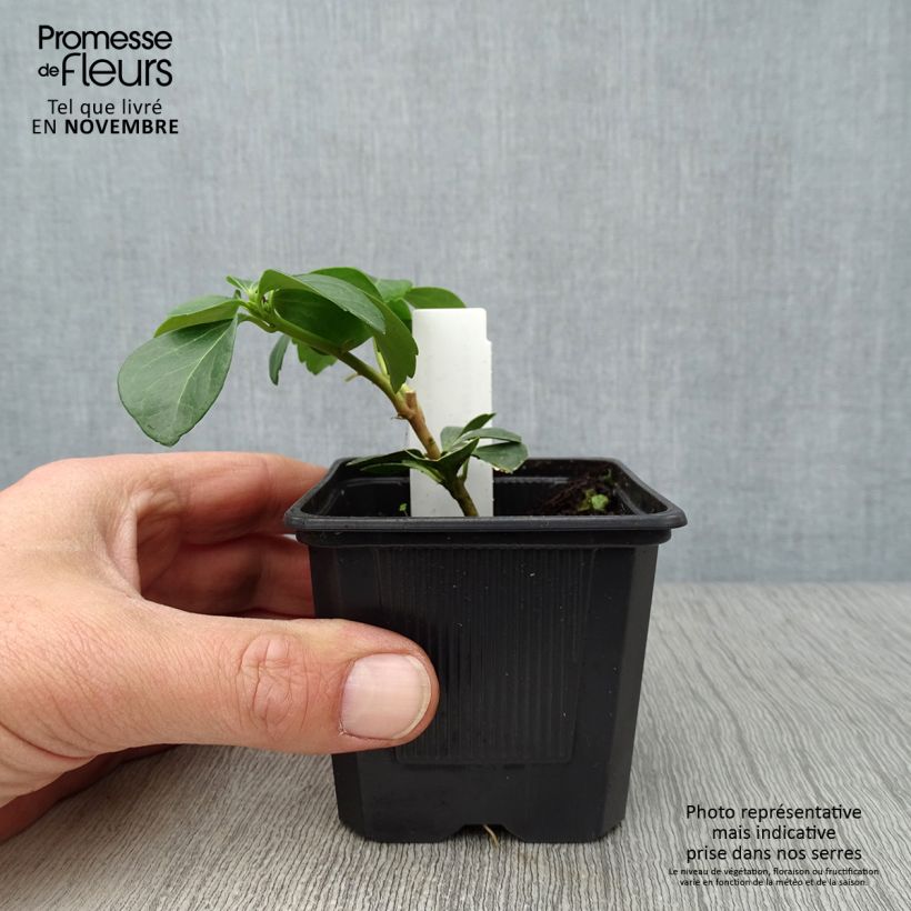 Ejemplar de Pachysandra terminalis - Diamante Maceta de 8/9 cm entregado en otoño