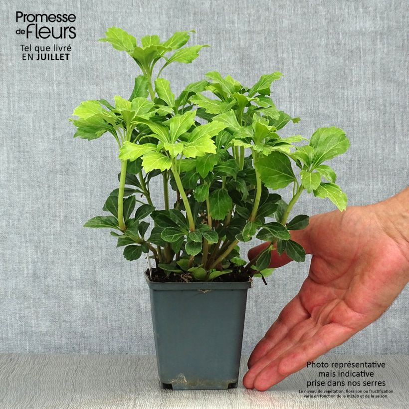 Ejemplar de Pachysandra terminalis Green Sheen - Diamante Maceta de 8/9 cm entregado en verano