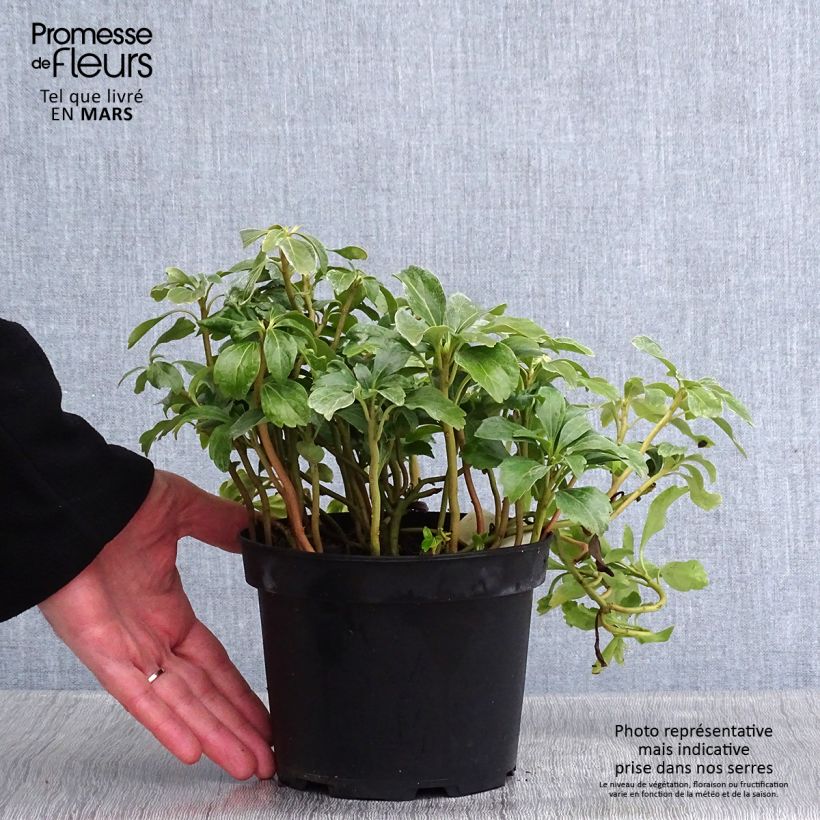 Pachysandra terminalis Green Sheen - Diamante Maceta 2L/3L Ejemplar entregado en invierno