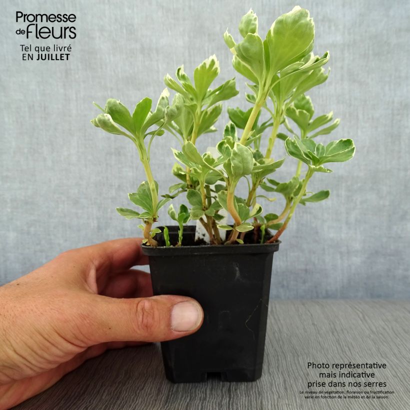 Ejemplar de Pachysandra terminalis Variegata - Diamante Maceta de 8/9 cm entregado en verano