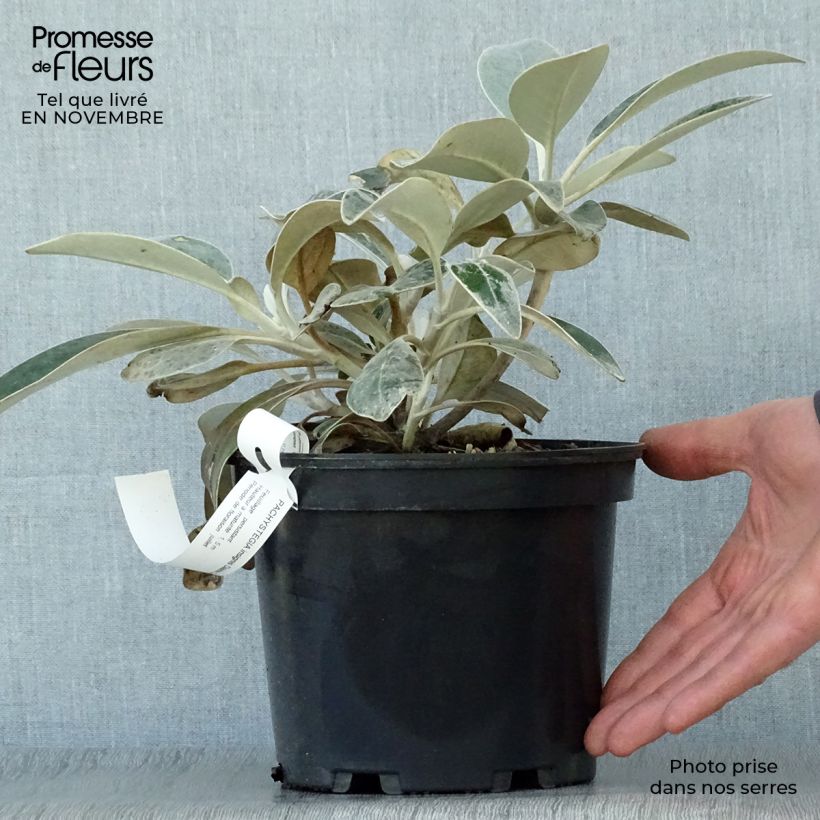 Ejemplar de Pachystegia insignis Daizea Hardec Maceta 2L/3L entregado en otoño