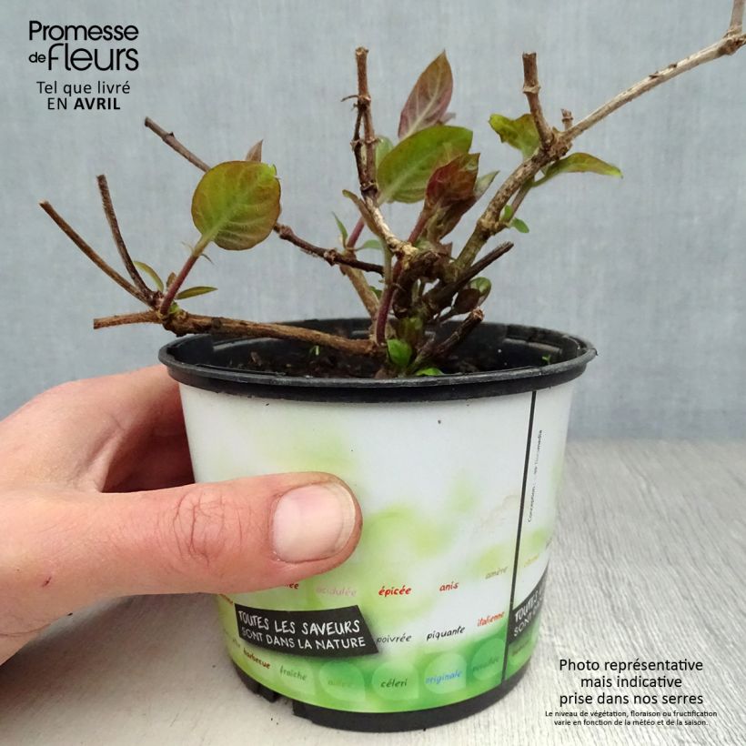 Planta de queso - Paederia lanuginosa Maceta 1L/1,5L Ejemplar entregado en la primavera