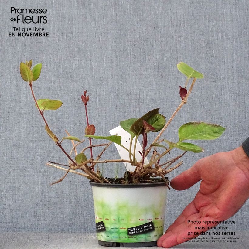 Ejemplar de Planta de queso - Paederia lanuginosa Maceta 1L/1,5L entregado en otoño