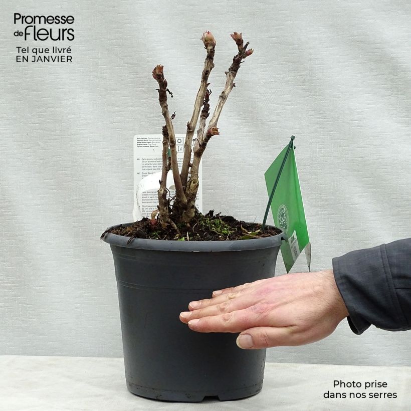 Peonía arbustiva Juan Ye Hong - Paeonia suffruticosa Maceta 7,5L/10L Ejemplar entregado en invierno