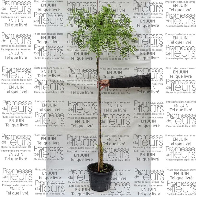 Ejemplo de ejemplar de Sophora japonica Pendula - Acacia del Japón Maceta 20L/25L tal y como se entrega