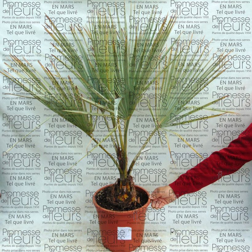 Ejemplo de ejemplar de Palmera azul - Brahea armata Maceta 7,5L/10LAltura de entrega aprox. 60/80cm tal y como se entrega