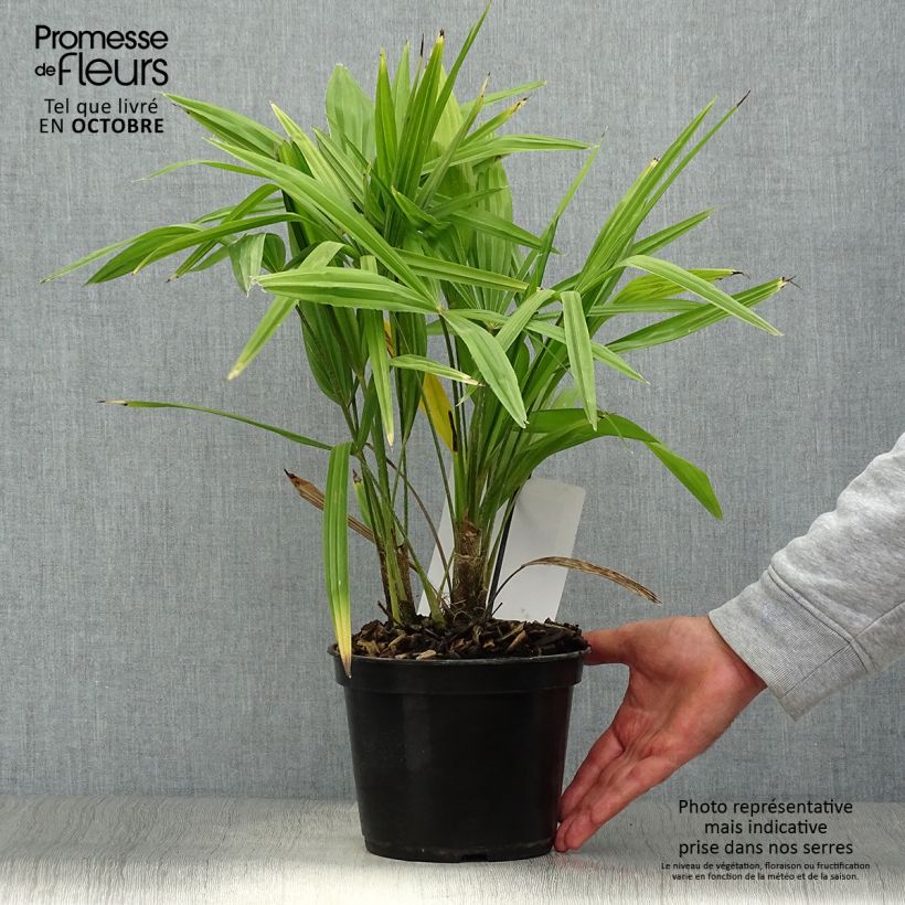 Ejemplar de Palmito elevado - Trachycarpus fortunei Maceta 2L/3L entregado en otoño