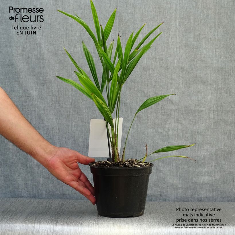 Ejemplar de Palmito elevado - Trachycarpus fortunei Maceta 2L/3LAltura de entrega aprox. 20/30cm entregado en verano