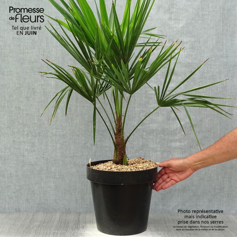 Ejemplar de Palmito elevado - Trachycarpus fortunei Maceta 12L/15LAltura de entrega aprox. 60/80cm entregado en verano