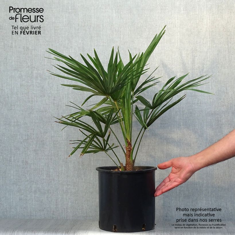 Ejemplar de Palmito elevado - Trachycarpus fortunei Maceta 6L/7L entregado en otoño