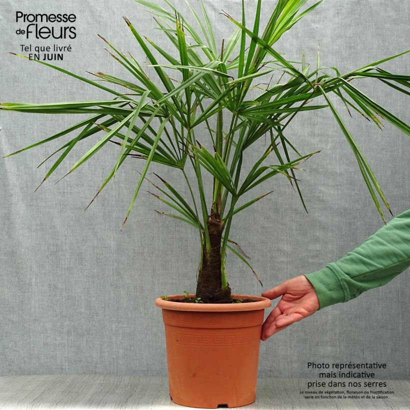 Ejemplar de Palmito elevado - Trachycarpus fortunei Maceta 7,5L/10LAltura de entrega aprox. 40/60cm entregado en verano