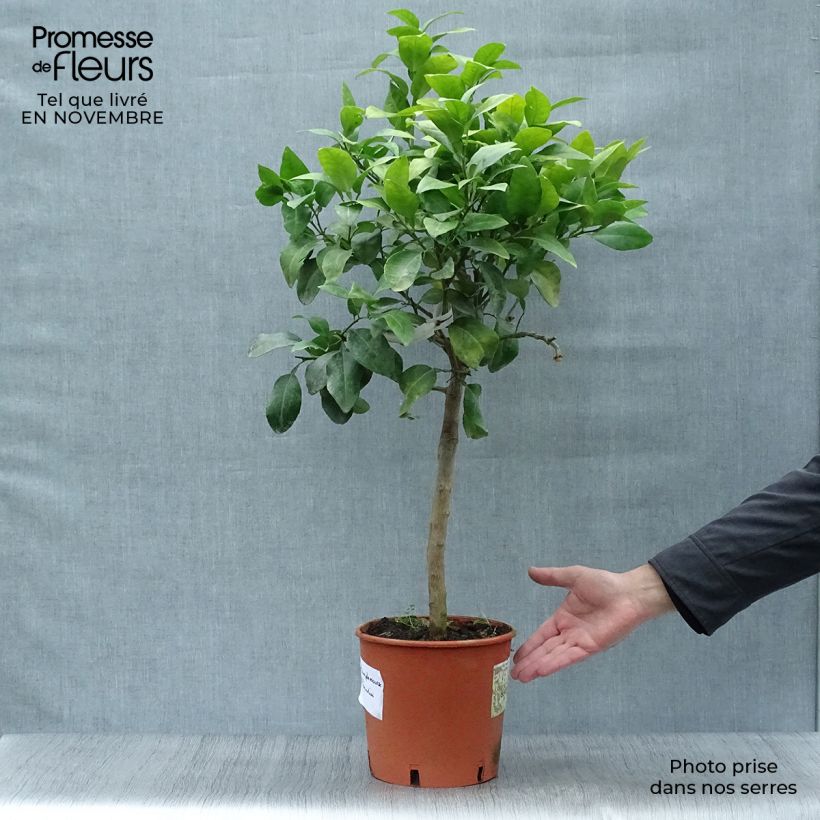 Ejemplar de Pomelo - Citrus paradisi Maceta 4L/5L, 1/4 tallo entregado en otoño