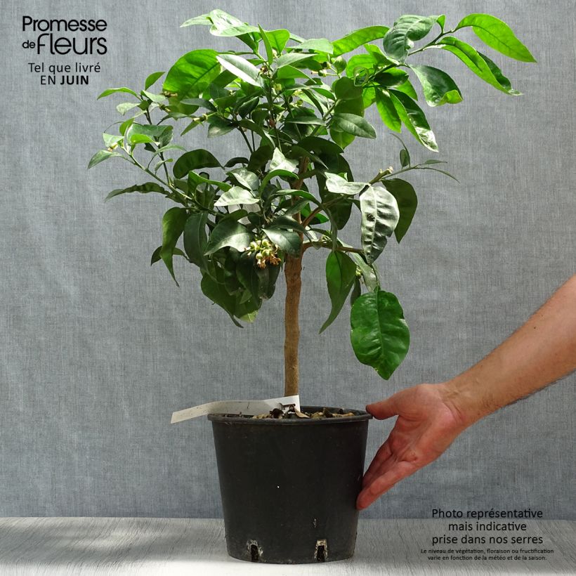 Ejemplar de Pomelo - Citrus paradisi Maceta 4L/5L, 1/4 talloAltura de entrega aprox. 50/60cm entregado en verano