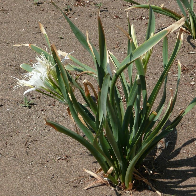 Pancratium maritimum - Azucena de mar (Follaje)