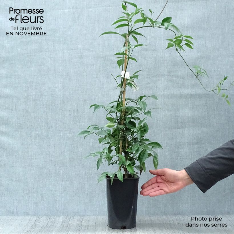 Ejemplar de Pandorea jasminoïdes Alba - Bignonia blanca Maceta 2L/3L entregado en otoño