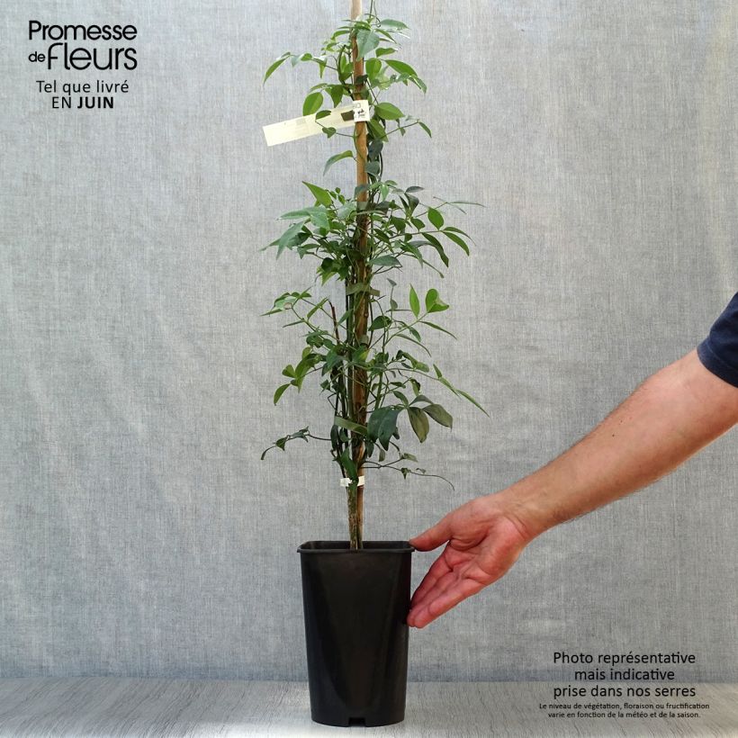 Ejemplar de Pandorea jasminoïdes Alba - Bignonia blanca Maceta 2L/3LAltura de entrega aprox. 60/70cm entregado en verano