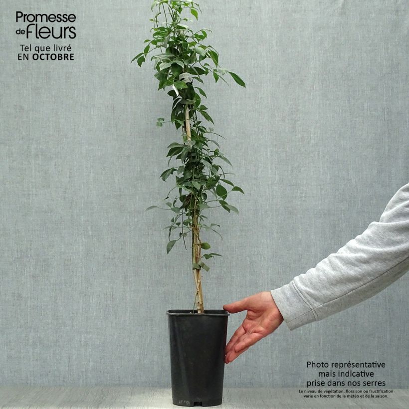 Ejemplar de Pandorea jasminoïdes Rosea Maceta 2L/3L entregado en otoño