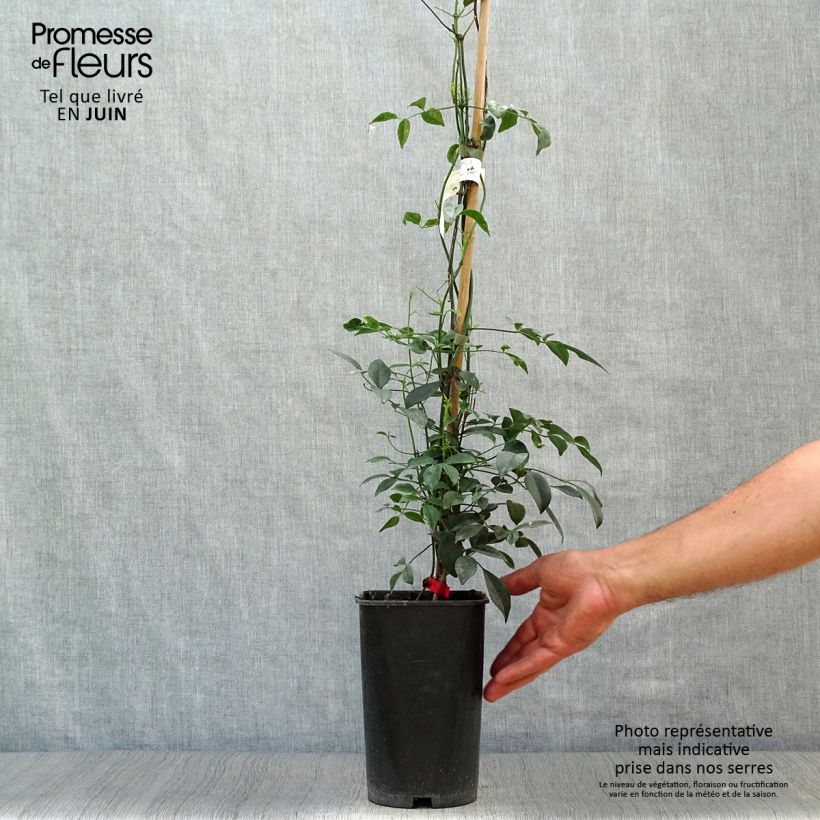 Ejemplar de Pandorea jasminoïdes Rosea - Bignone faux jasmin Pot de 2L/3L entregado en verano