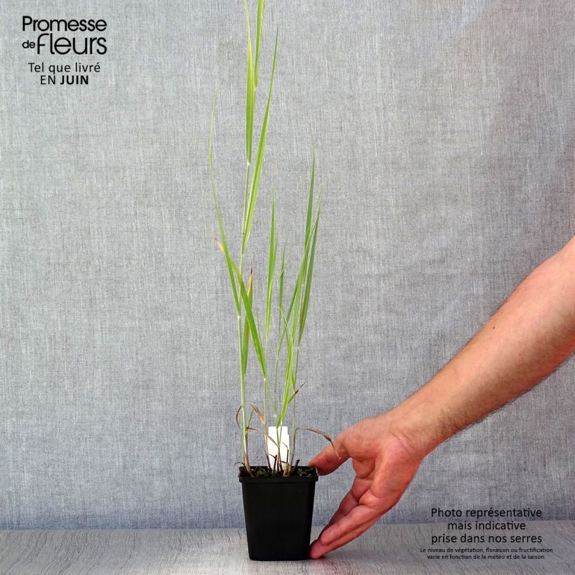 Ejemplar de Panicum virgatum Blue Darkness Maceta de 8/9 cm entregado en verano