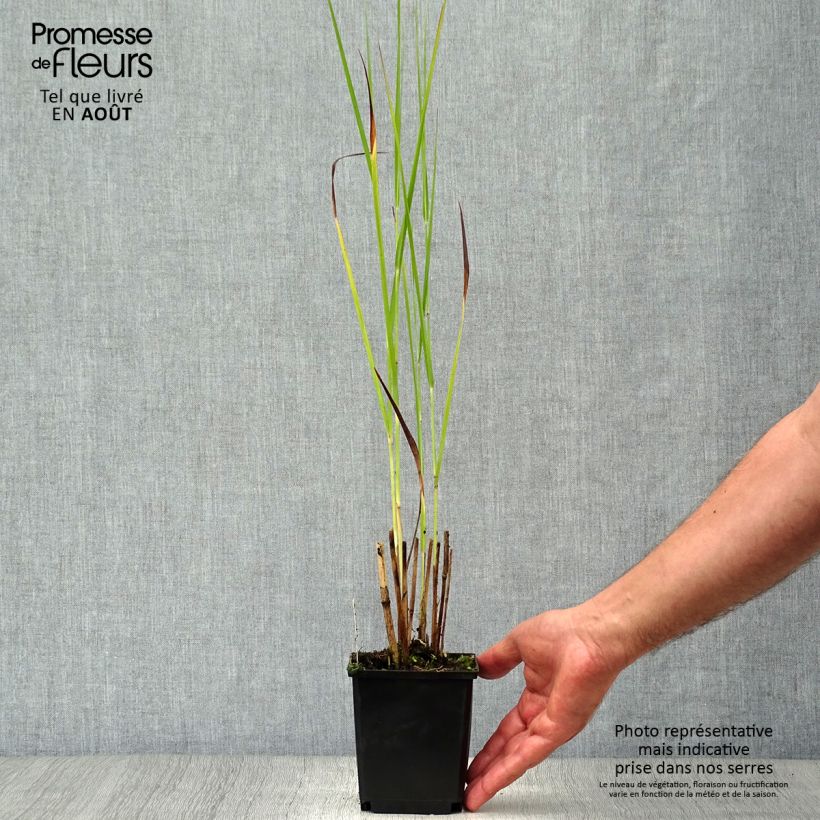 Ejemplar de Panicum virgatum Cloud Nine Maceta de 8/9 cm entregado en verano