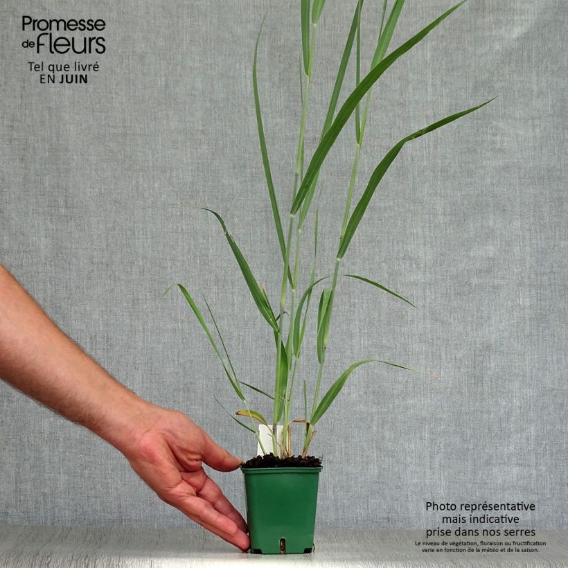 Ejemplar de Panicum virgatum Dallas Blues Maceta de 8/9 cm entregado en verano