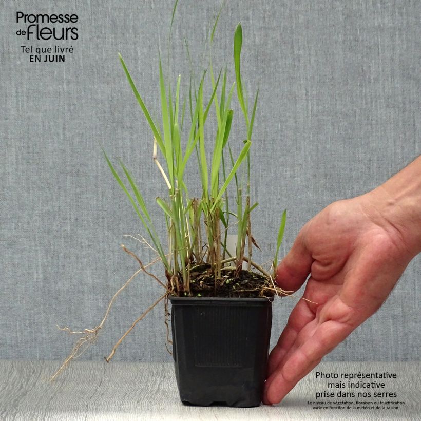 Ejemplar de Panicum virgatum Heiliger Hain Maceta de 8/9 cm entregado en verano