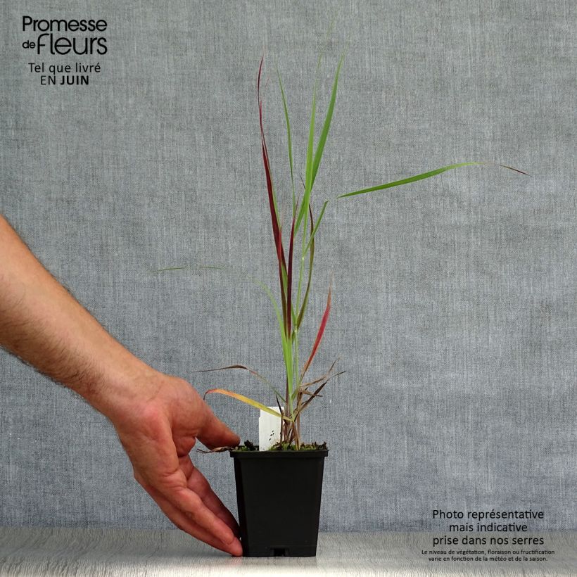 Ejemplar de Panicum virgatum Kulsenmoor Maceta de 8/9 cm entregado en verano