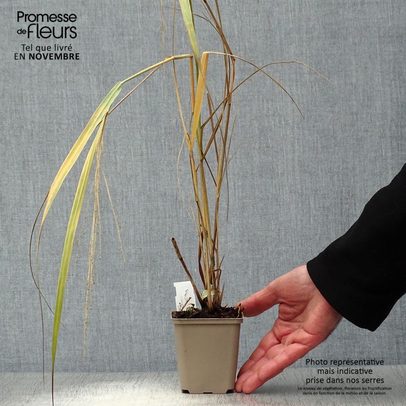 Ejemplar de Panicum virgatum Northwind Maceta de 8/9 cm entregado en otoño