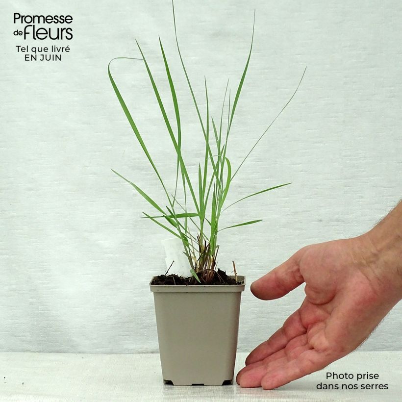 Ejemplar de Panicum virgatum Prairie Sky Maceta de 8/9 cm entregado en verano