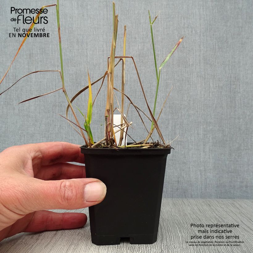 Ejemplar de Panicum virgatum Rehbraun Maceta de 8/9 cm entregado en otoño