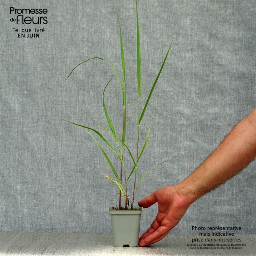 Ejemplar de Panicum virgatum Rehbraun Maceta de 8/9 cm entregado en verano