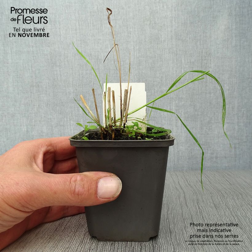 Ejemplar de Panicum virgatum Shenandoah Maceta de 8/9 cm entregado en otoño