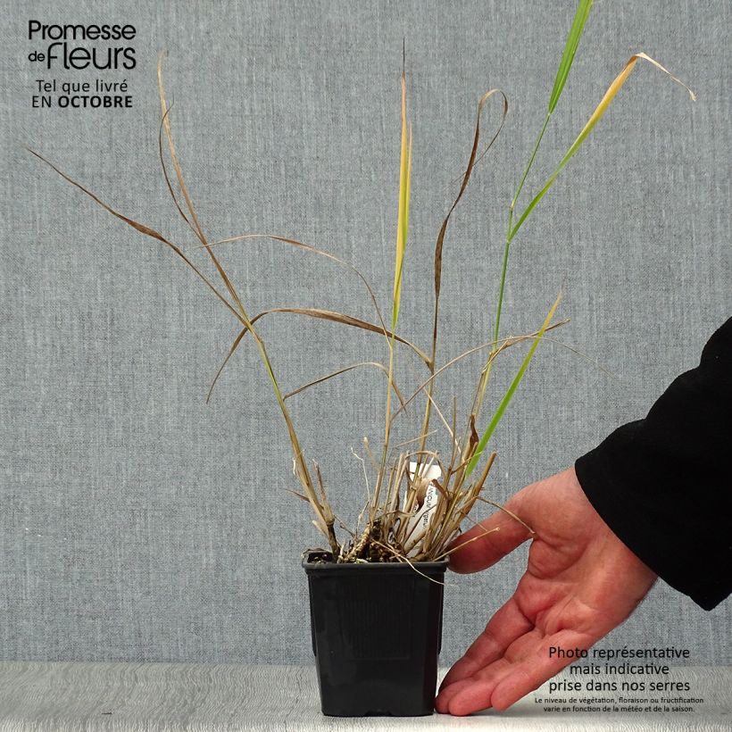 Ejemplar de Panicum virgatum Warrior Maceta de 8/9 cm entregado en otoño