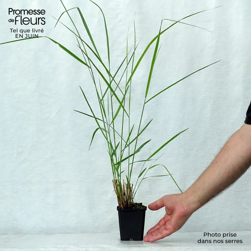 Ejemplar de Panicum virgatum Warrior Maceta de 8/9 cm entregado en verano