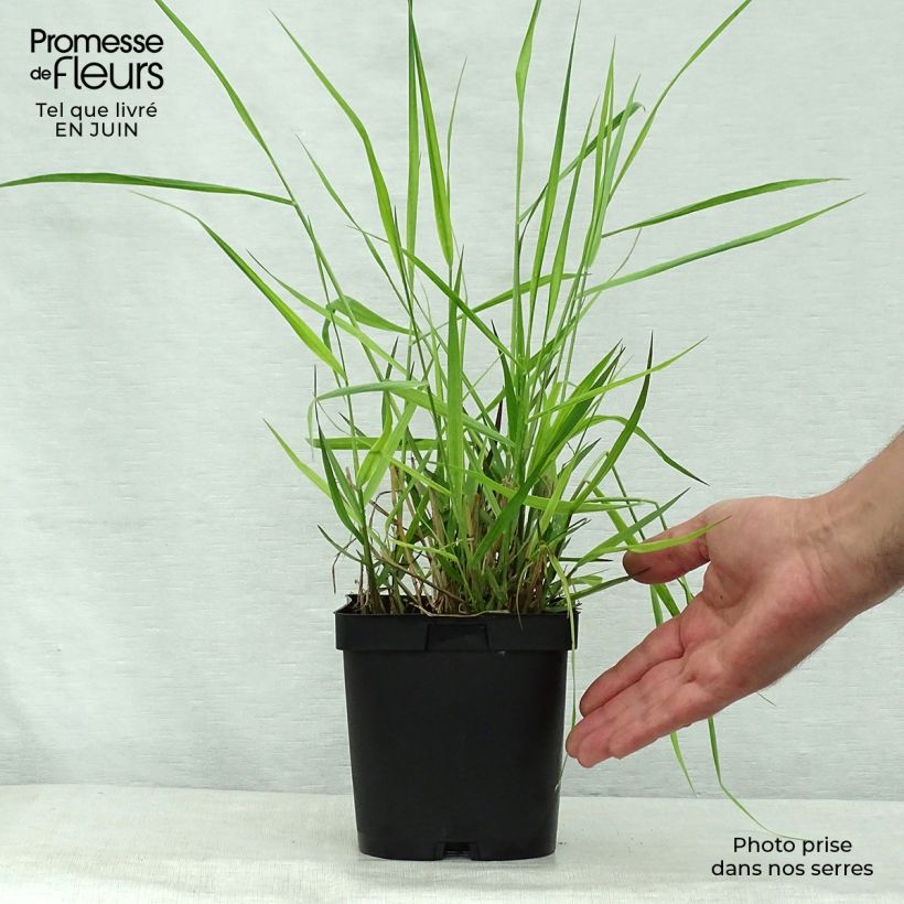 Ejemplar de Panicum virgatum Warrior Maceta 2L/3L entregado en verano
