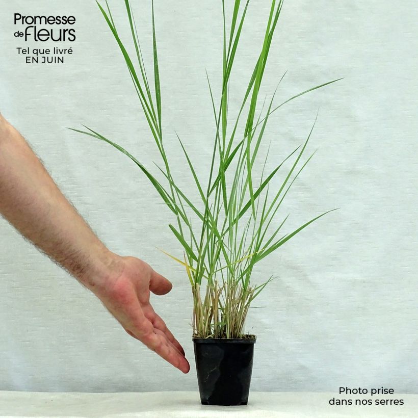 Ejemplar de Panicum amarum  Godet de 9cm entregado en verano