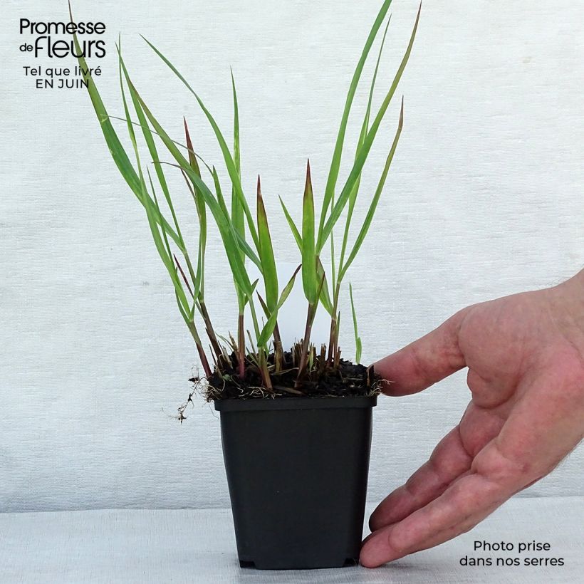 Ejemplar de Panicum virgatum Squaw - Panic érigé  Godet de 9cm entregado en verano