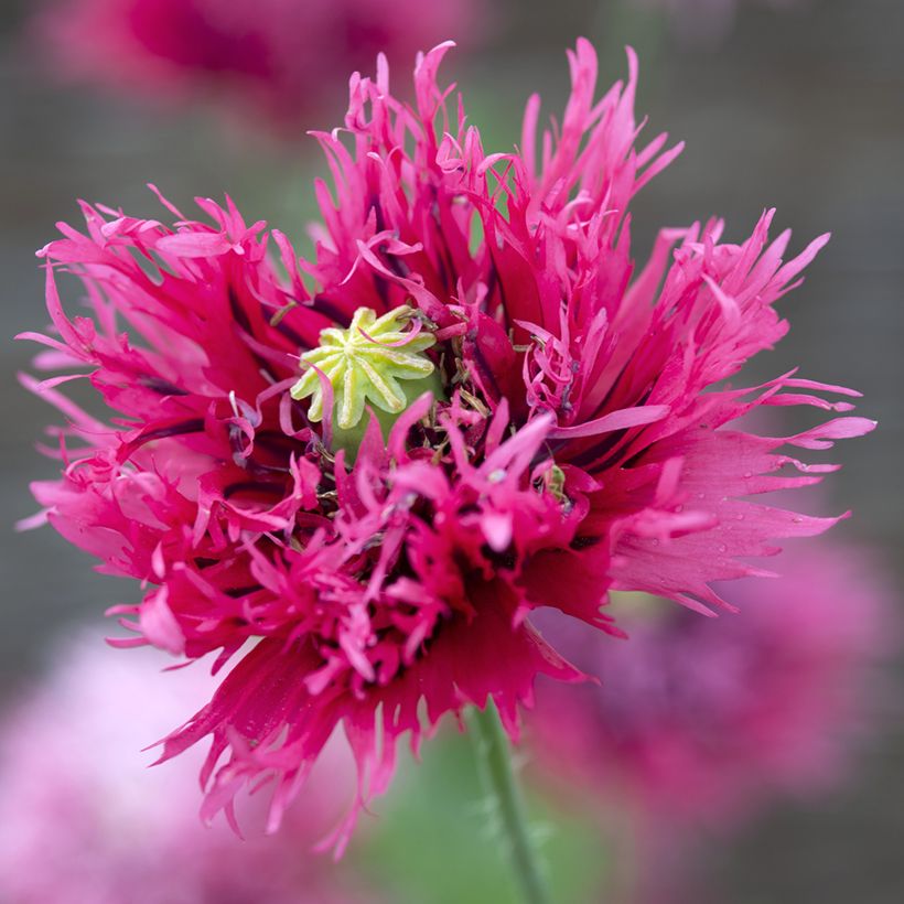 Adormidera Rose Feathers - Papaver somniferum (Floración)