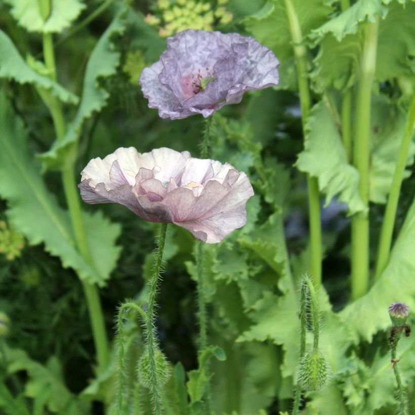Amapola común Amazing Grey - Papaver rhoeas (Floración)