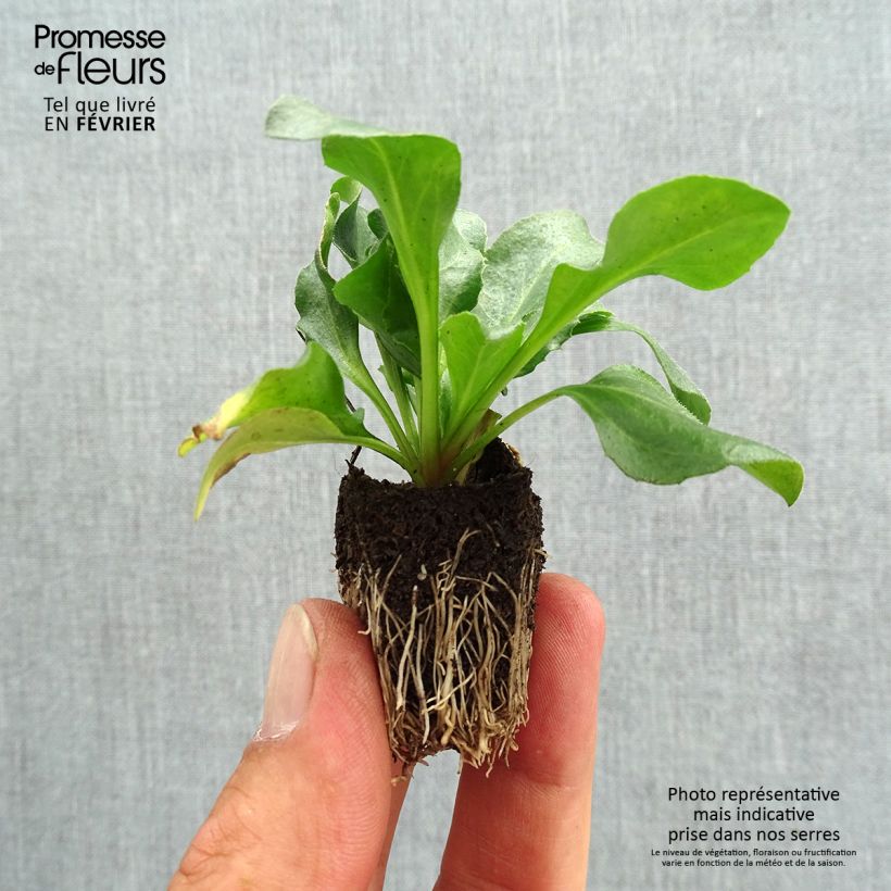Ejemplar de Bellis perennis Tasso Pink - Margarita de los prados Bandeja de semillero: cepellón 3,8 cm x 3,2 cm en bandeja de cultivo por 16 entregado en otoño