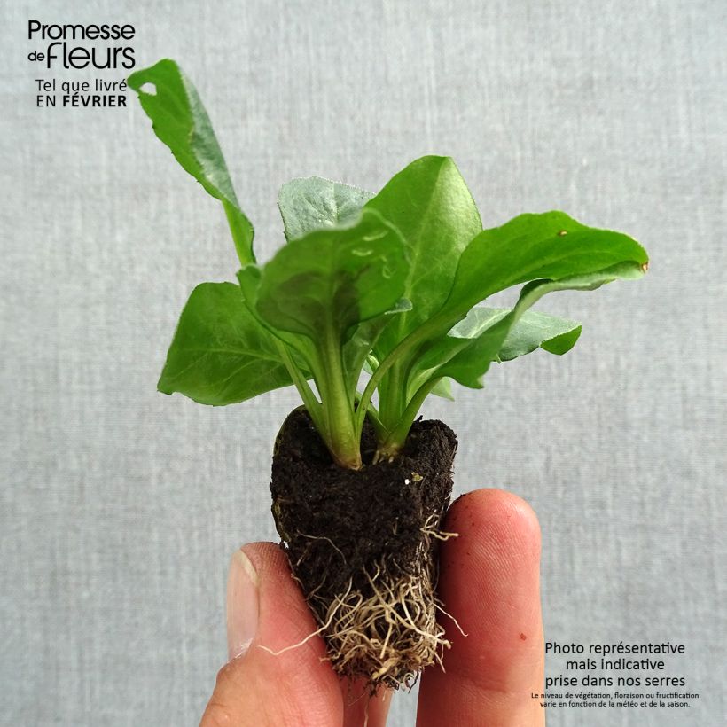 Ejemplar de Bellis perennis Tasso - Margarita de los prados Bandeja de semillero: cepellón 3,8 cm x 3,2 cm en bandeja de cultivo por 16 entregado en otoño