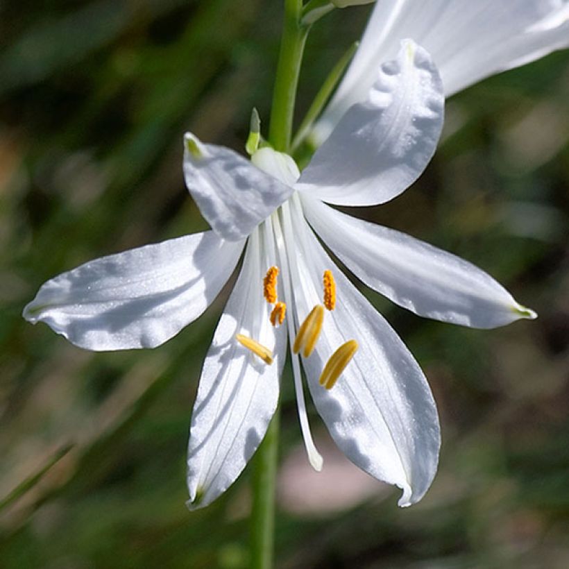 Paradisea liliastrum - Paradísia (Floración)